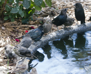 Brown headed Cowbirds 4998